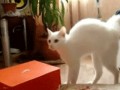 Kot     