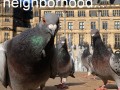 Pigeons