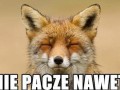 Nawet nie pacze