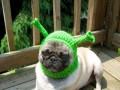 Shrek
