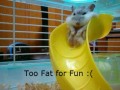 Too fat