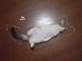 Kot