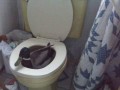 Wc kaczka
