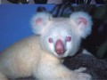 Albinosy