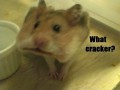 Cracker