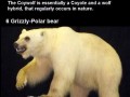 Hybrydy