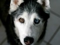 Husky