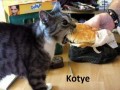 Kotye