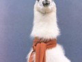 Lama