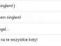 Koci singiel