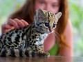 Ocelot 