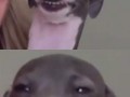Snoop dogg