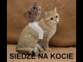 Siedze na kocie