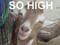 So high