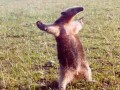 Wolne