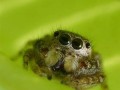 Zostawcie go