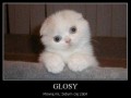 Głosy