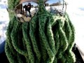 Cthulhu
