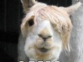 Lama