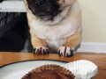 Mój muffin