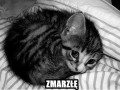Zmarzłem