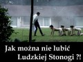 Stonoga 