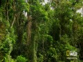 Rozwiązłe życie małp bonobo