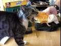 Twój cheezburger