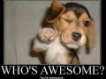 Awesome