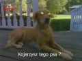 Gęsia skórka