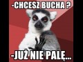 Łap buszka