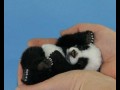 Mała panda