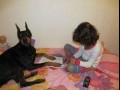 Maluje paznokcie dobermanowi