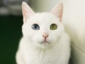 Kotek