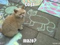Co ja maze