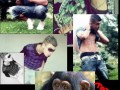 Teoria darwina prawo dziedziczenia