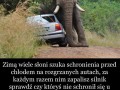 Uważaj na słonie zimą
