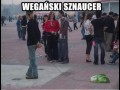 Wegański sznaucer