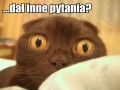 Dał inne pytania