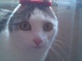 Oh hai im a cat