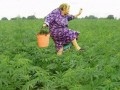 Babcia zbiera ziółka dla wnusia