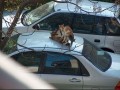 Jest whiskas