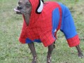 Prawdziwy spiderman