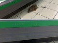 Szczurek na zakupach