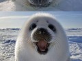 Foczka
