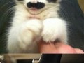 Like a sir