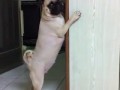 Wstydliwy pies