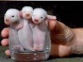 Tiny
