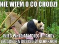 Nie wiem o co chodzi my bro
