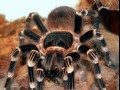 Geniculata